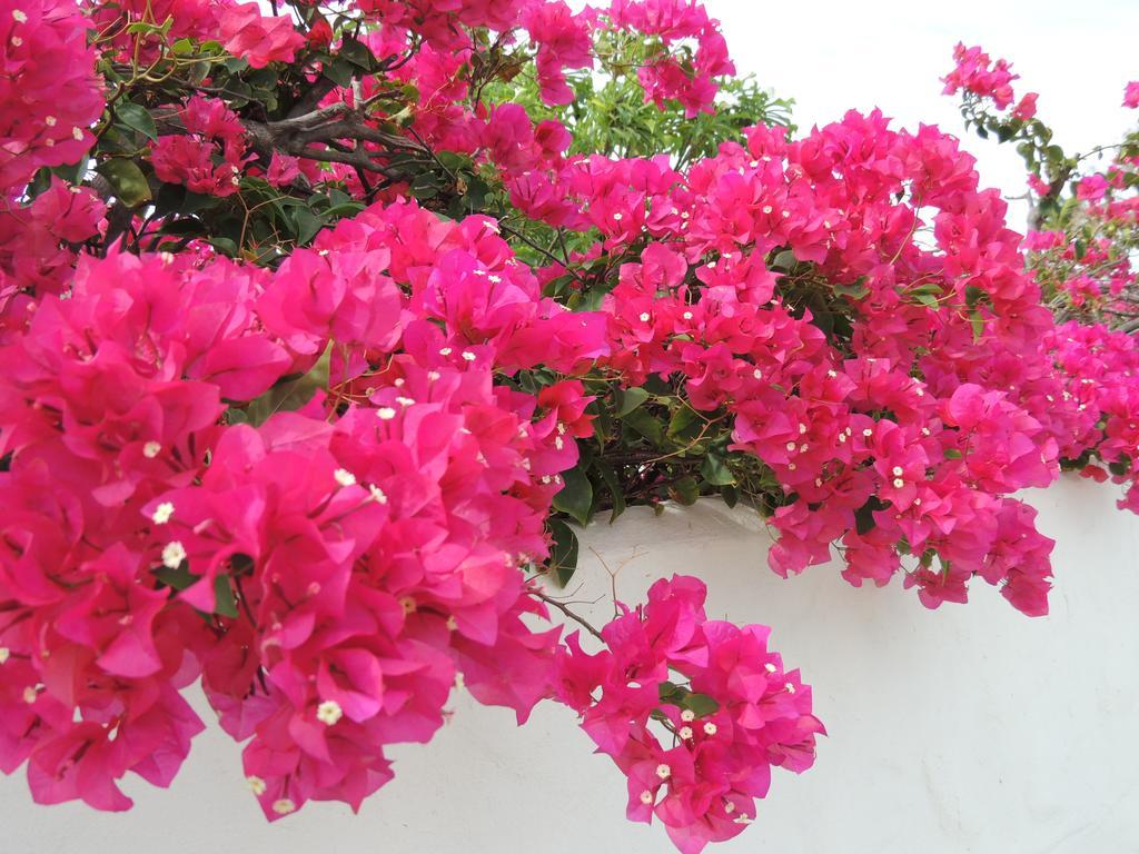 Villa Bougainvillea Aruba, The Tango Suite Palm Beach Rom bilde
