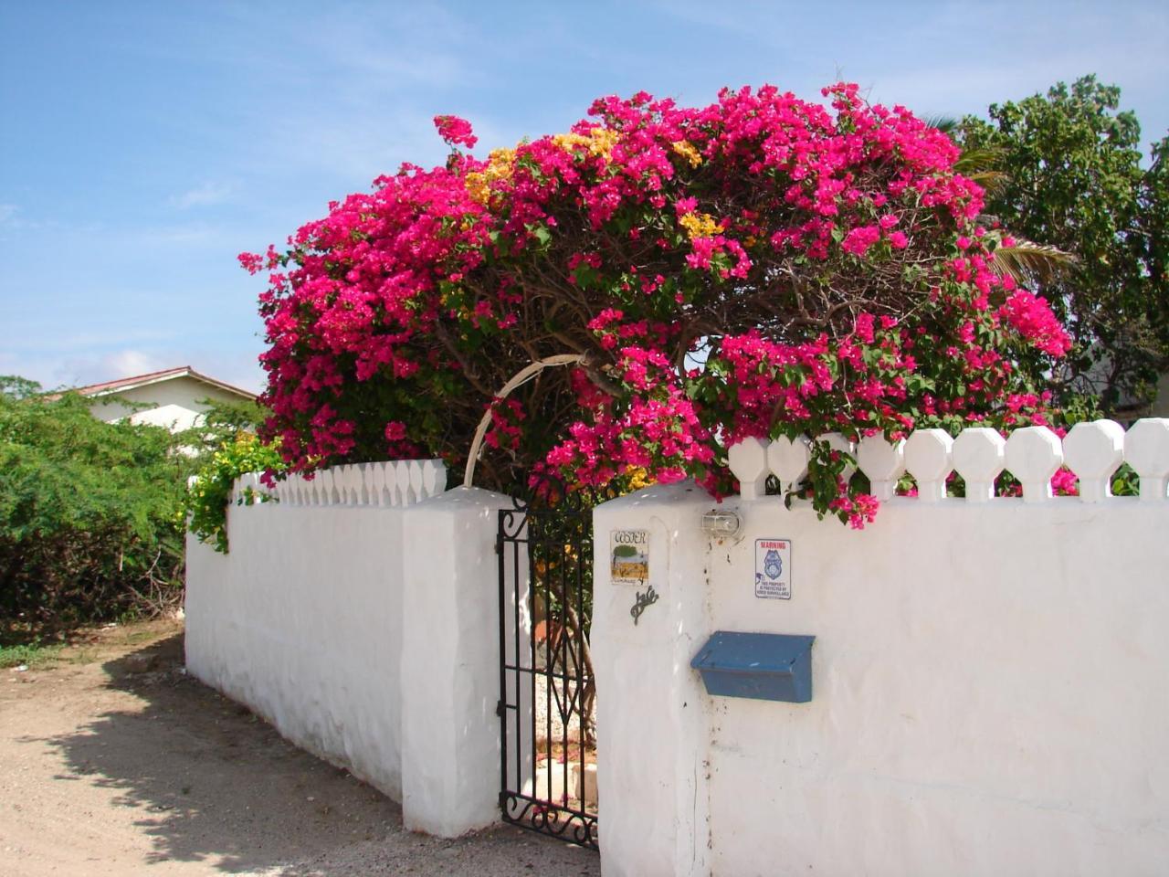 Villa Bougainvillea Aruba, The Tango Suite Palm Beach Eksteriør bilde